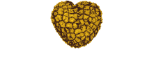 Truffes Fraiches